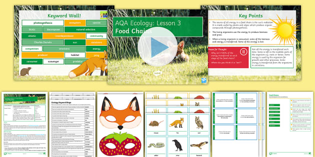 AQA GCSE Ecology: Food Chains | GCSE Biology | Beyond