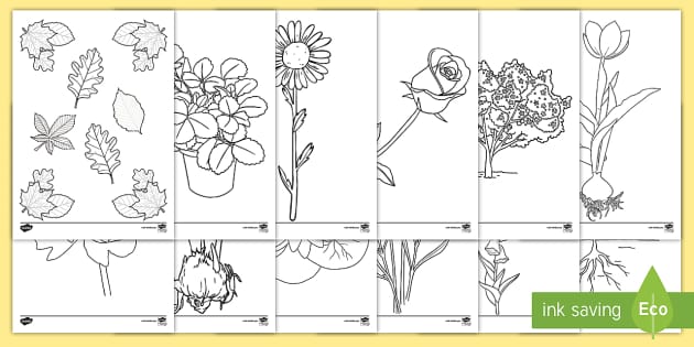 free  plant colouring sheets