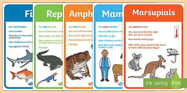 Animal Groups Display Posters (teacher made) - Twinkl