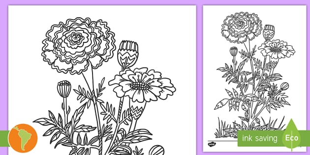 Hola de colorear: Flores de cempasúchil- Guía de trabajo