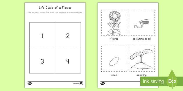 life cycle of a plant worksheet