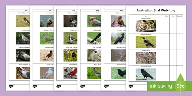 australian-bird-watching-checklist-teacher-made-twinkl