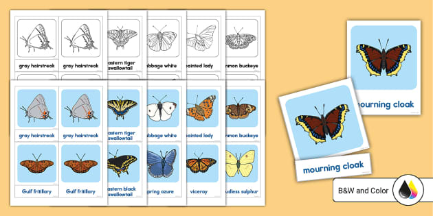 Three-Part Cards for Butterflies With Illustrations - Twinkl