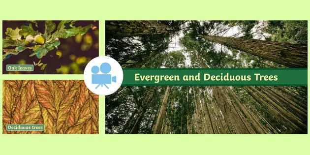 Quick Facts Deciduous And Evergreen Trees Ks1 Video