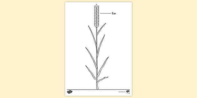 Ears of Wheat. | Wheat tattoo, Nature tattoos, Wheat drawing