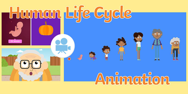 The Human Life Cycle Animation | Twinkl Go! (teacher made)