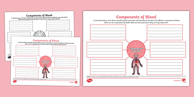 Components of Blood Mind Map - Twinkl