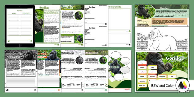 Fourth Grade Gorillas Activity Pack (teacher made) - Twinkl