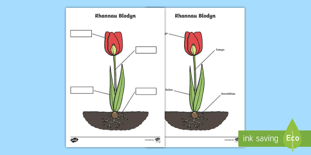 Taflen Weithgaredd Labeli Rhannau Blodyn (teacher made)