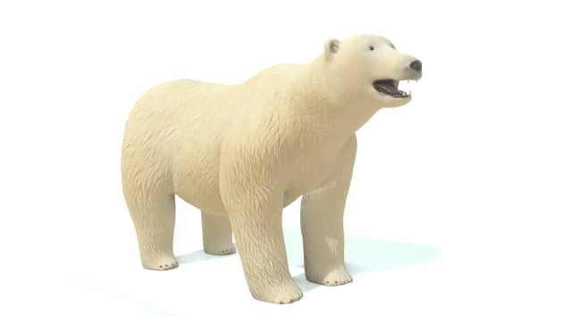 Modelo del oso polar tridimensional en realidad aumentada (AR) 3D