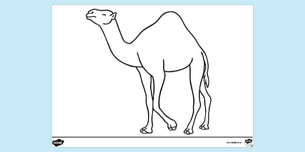 Drawing Camel PNG, Vector, PSD, and Clipart With Transparent Background for  Free Download | Pngtree