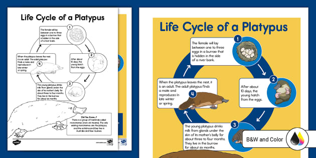 Printable Platypus Life Cycle Poster For Kids Twinkl USA
