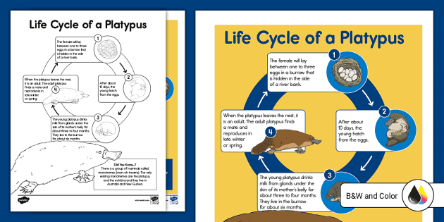 Kangaroo Life Cycle Word Mat - Primary Resource - Twinkl