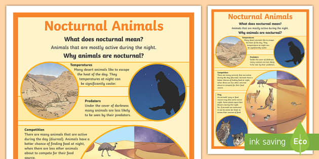 Nocturnal Animals Display Poster - adaptation - AC9S5U01