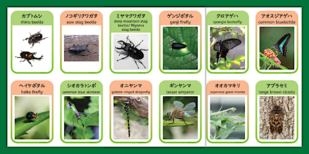 夏の虫17種類をカードにしたバイリンガル教材。Insects in Japan