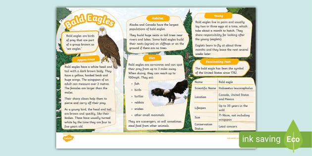 Bald Eagle Fact File