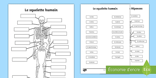 Schéma à compléter : Le squelette humain (teacher made)
