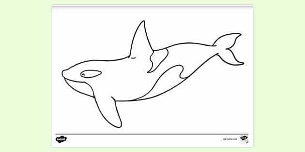 Killer whale Drawing Whales Free content, pilot balina, killer Whale,  drawing png | PNGEgg