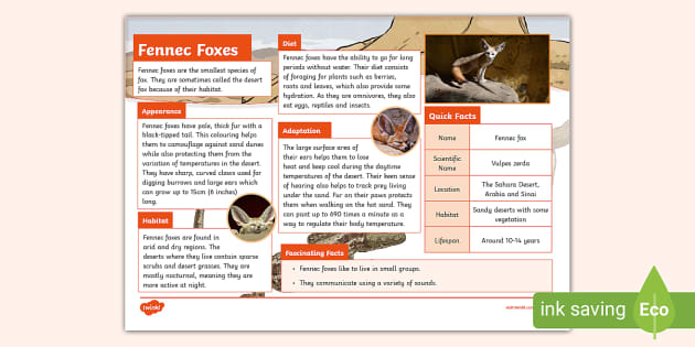 Fennec Fox Fact File - Twinkl - KS2 (teacher made) - Twinkl