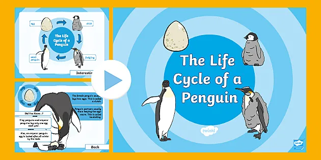 STEM: How Do Penguins Stay Dry? (teacher made) - Twinkl