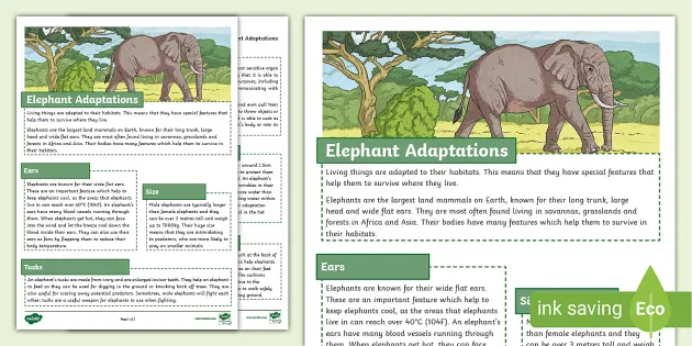KS2 Elephant Adaptations Fact File (teacher made) - Twinkl