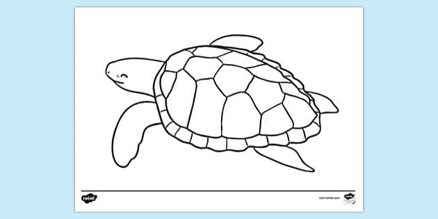 Small turtle, pencil drawing style - Turtles Kids Coloring Pages