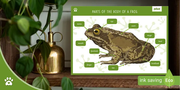Parts of the Body of a Frog - Frog Anatomy Poster - Pets