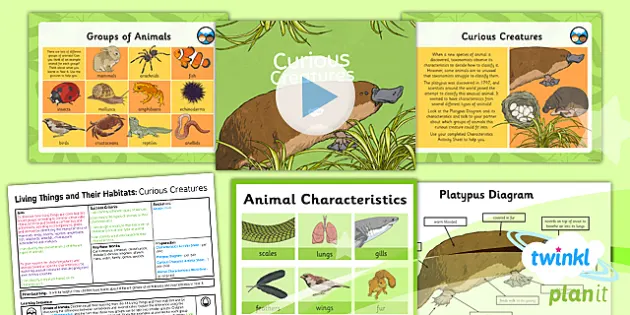 Science: Living Things and Their Habitats: Curious Creatures Year 6 Lesson