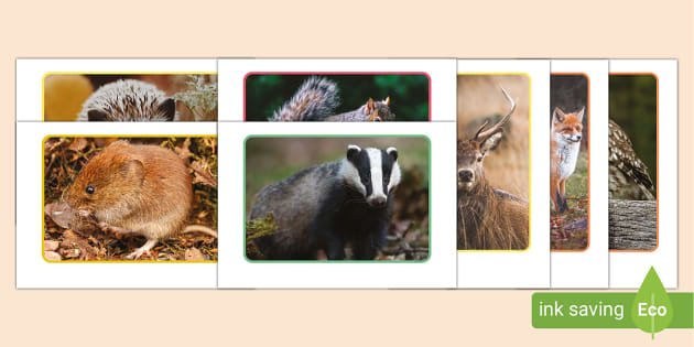 Autumn Animals Photo Pack, autumn, animals (teacher made)
