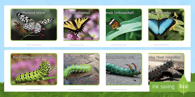 Butterflies And Caterpillars Photo Pack Eyfs Early Years Ks1 Symmetry