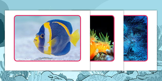 Colorful Sea Creatures Photo Pack (Teacher-Made) - Twinkl