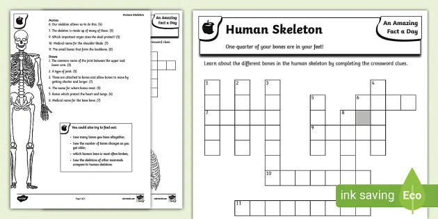 Crossword　(teacher　Human　Twinkl　Skeleton　made)
