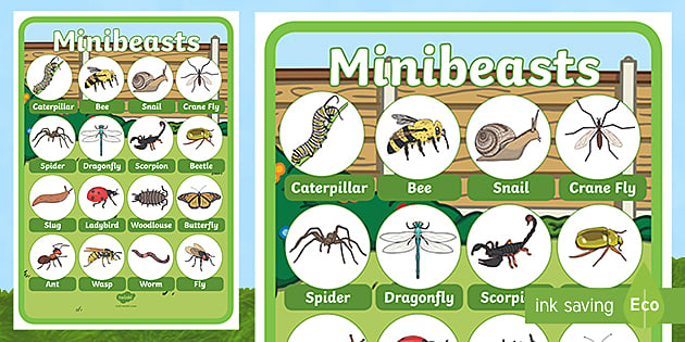 Large Minibeasts Photo Display Poster (Hecho por educadores)