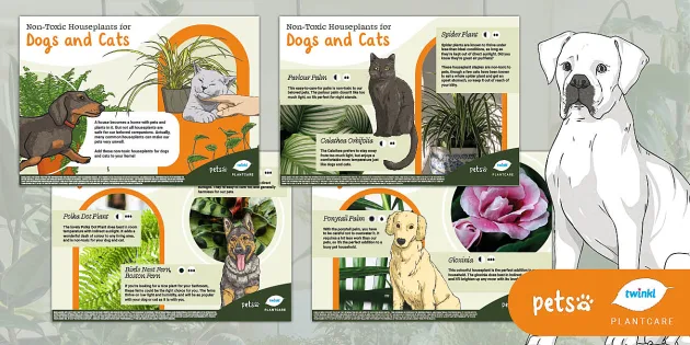 Non toxic Houseplants for Dogs and Cats Pets and Plants