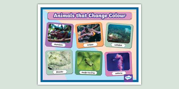 Colour Changing Animals Photo Display Poster (teacher made)