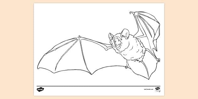 FREE! - Vampire Bat Colouring Sheet | Colouring Sheets