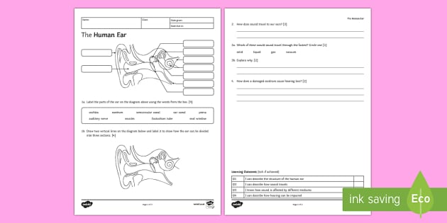 The Human Ear Homework Worksheet / Worksheet
