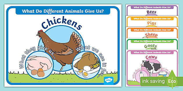 What Do Different Animals Give Us Display Posters - Twinkl