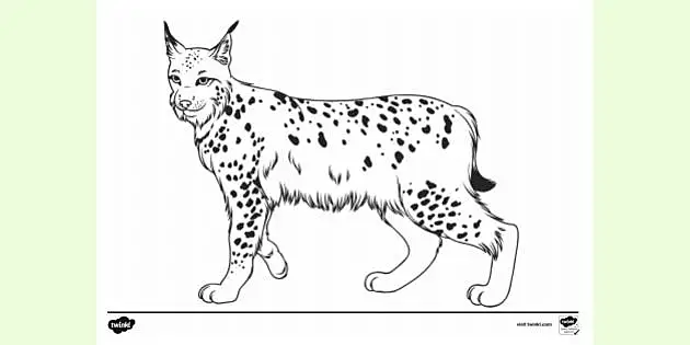 baby lynx coloring pages