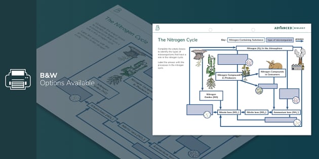 Draw a neat flow chart of the Nitrogen cycle. Briefly explain the various  processes involved in the nitrogen cycle. - Science | Shaalaa.com