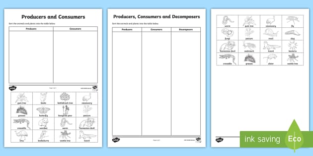 Producers, consumers and decomposers activity | Year 4