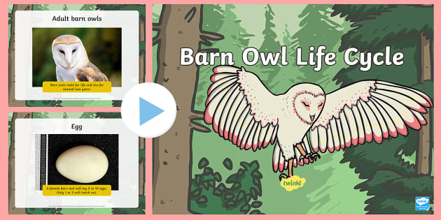 Life Cycle Of An Owl PowerPoint Primary Resource Twinkl