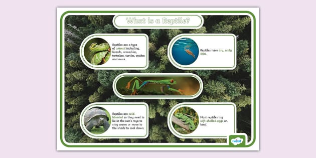 What is a Reptile? Display Poster (teacher made) - Twinkl