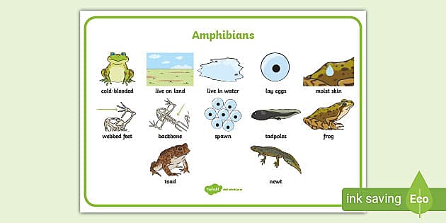 Amphibian Word Mat (teacher made) - Twinkl