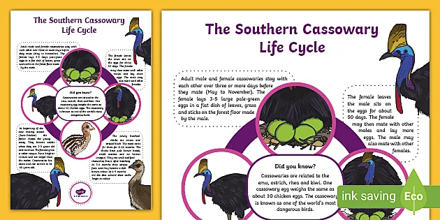 Cassowary Life Cycle Display Poster