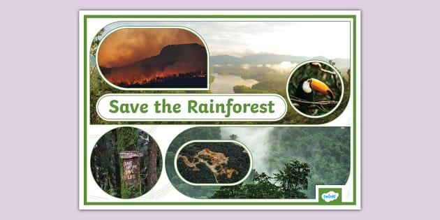 Save the Rainforest Photo Display Poster (teacher made)