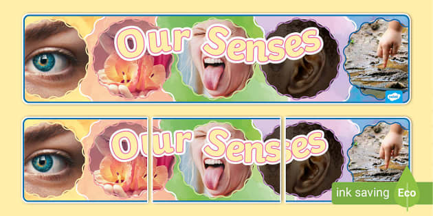 Our Senses Photo Display Banner (teacher made) - Twinkl