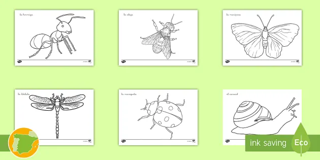 partes de un insecto para imprimir