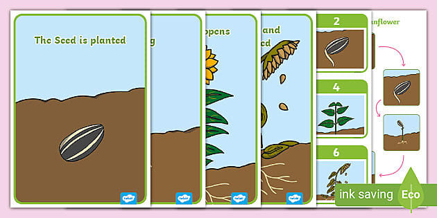 Life Cycle of a Sunflower Sequencing Activity Pack