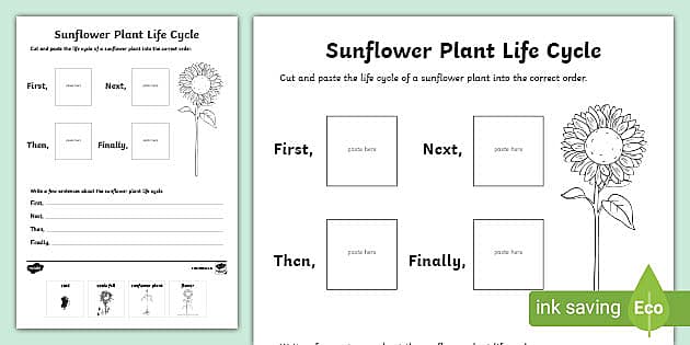Life Cycle of a Plant Worksheet | Plant Sequencing Activity